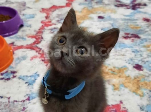 Çok Acil British Shorthair görsel