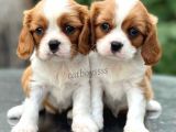 Baby Face King Charles Cavalier Erkek Yavrularımız
