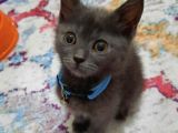 Çok Acil British Shorthair