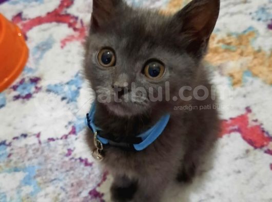 Çok Acil British Shorthair görsel