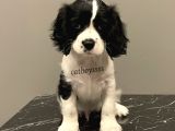 Siyah Beyaz King Charles Cavalier Erkek Yavrumuz
