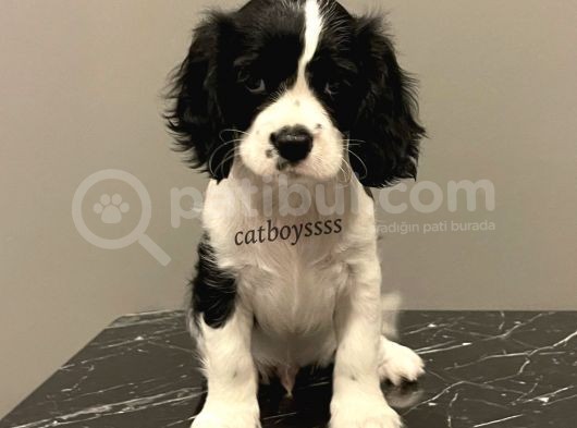 Siyah Beyaz King Charles Cavalier Erkek Yavrumuz görsel