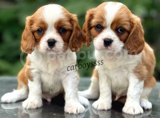 Baby Face King Charles Cavalier Erkek Yavrularımız görsel