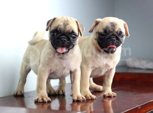Pug Yavruları görsel