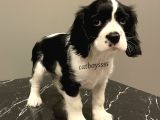Siyah Beyaz King Charles Cavalier Erkek Yavrumuz