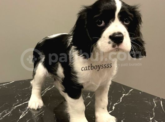 Siyah Beyaz King Charles Cavalier Erkek Yavrumuz görsel