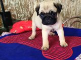 Pug Mops Yavrulari