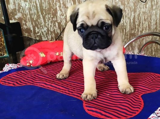 Pug Mops Yavrulari görsel
