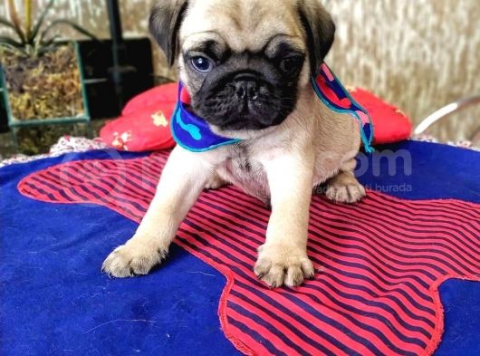 Pug Mops Yavrulari görsel
