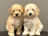 Apricot Toy Poodle Dişi Ve Erkek Yavrularımız