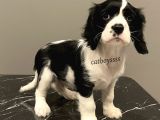 Siyah Beyaz King Charles Cavalier Erkek Yavrumuz