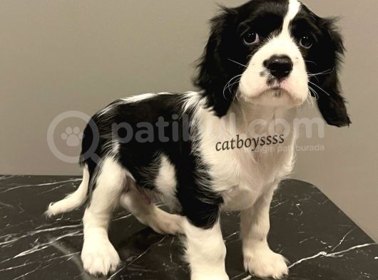 Siyah Beyaz King Charles Cavalier Erkek Yavrumuz görsel