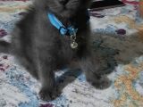 Çok Acil British Shorthair