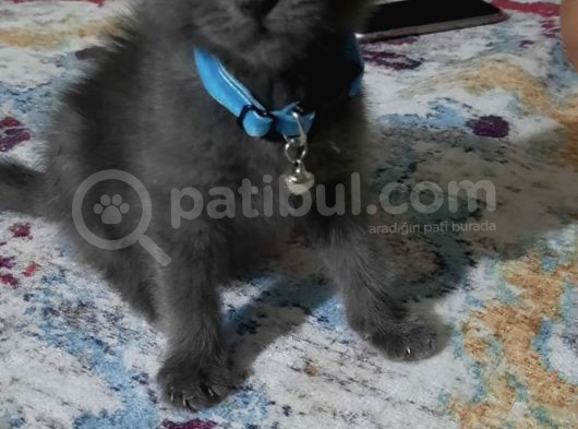 Çok Acil British Shorthair görsel