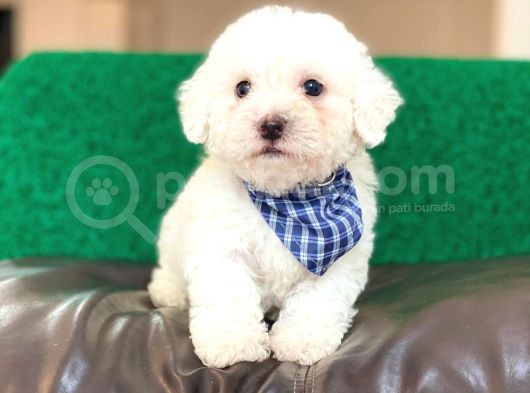 Tatlı Maltese Terrier görsel