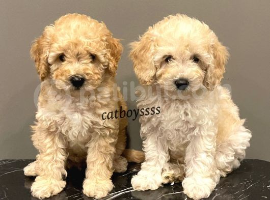 Apricot Toy Poodle Dişi Ve Erkek Yavrularımız görsel