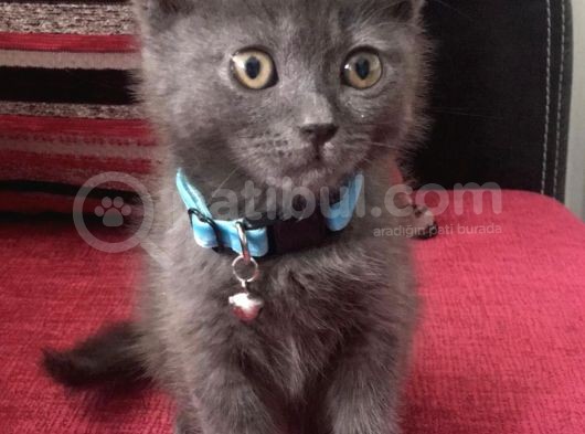 Çok Acil British Shorthair
