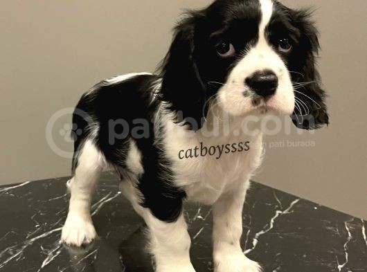 Siyah Beyaz King Charles Cavalier Erkek Yavrumuz