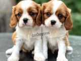 Baby Face King Charles Cavalier Erkek Yavrularımız