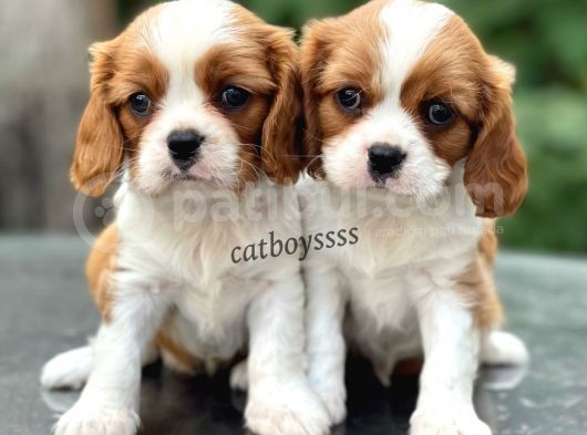 Baby Face King Charles Cavalier Erkek Yavrularımız görsel