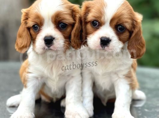 Baby Face King Charles Cavalier Erkek Yavrularımız