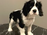 Siyah Beyaz King Charles Cavalier Erkek Yavrumuz