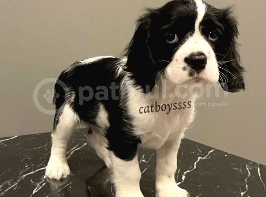 Siyah Beyaz King Charles Cavalier Erkek Yavrumuz görsel