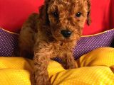 2 Aylık Orijinal Red Brown Toy Poodle Yavrular