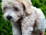 2 Aylık F1 Maltipoo