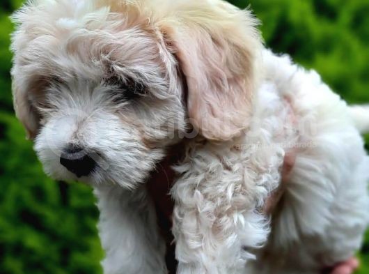 2 Aylık F1 Maltipoo görsel