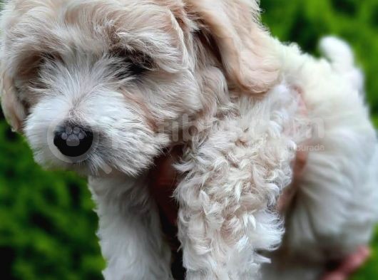 2 Aylık F1 Maltipoo