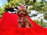 Wc Eğitimli Maltipoo Yavrular
