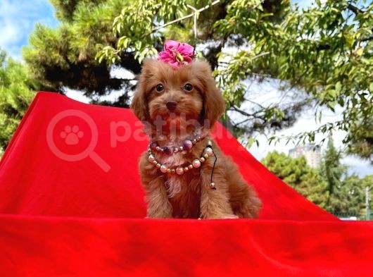 Wc Eğitimli Maltipoo Yavrular