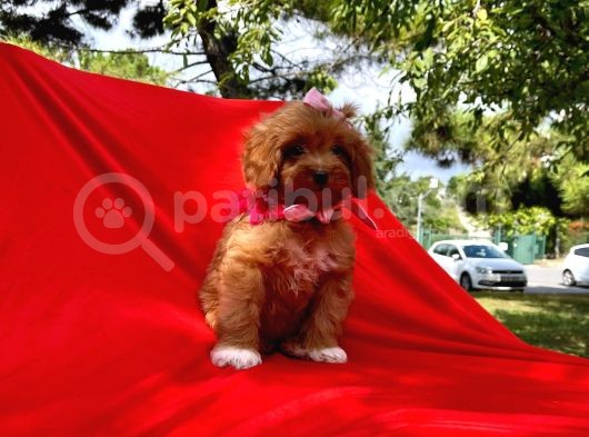 Wc Eğitimli Maltipoo Yavrular görsel