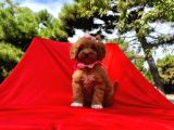 Wc Eğitimli Maltipoo Yavrular