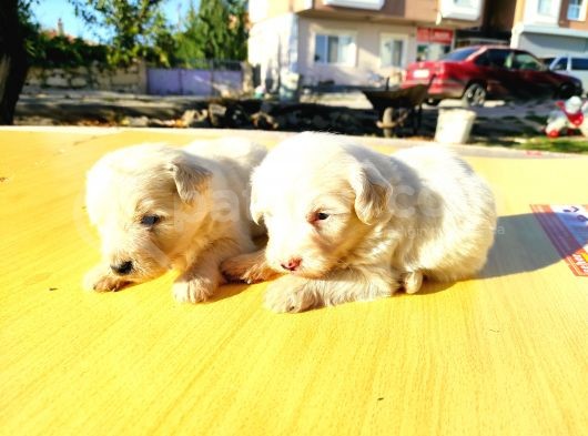 Maltese Terrier Yavrumuz Mevcuttur. görsel