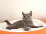 British Shorthair Yavrular Sizler İçin