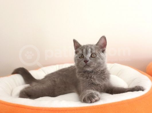 British Shorthair Yavrular Sizler İçin