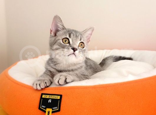 British Shorthair Yavrular görsel