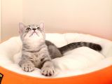 British Shorthair Yavrular