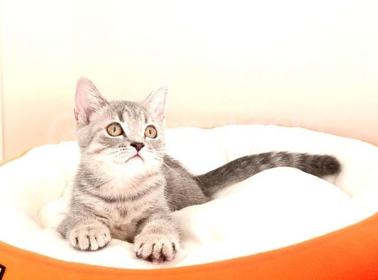British Shorthair Yavrular