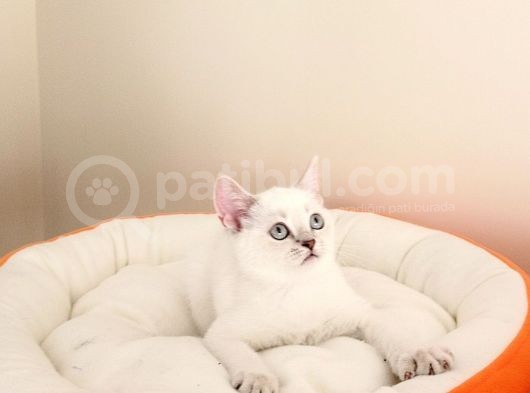 Mükemmel Bir Kedi British Shorthair İnceleyin