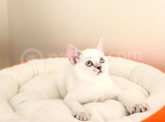 Mükemmel Bir Kedi British Shorthair İnceleyin görsel