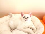 Mükemmel Bir Kedi British Shorthair İnceleyin
