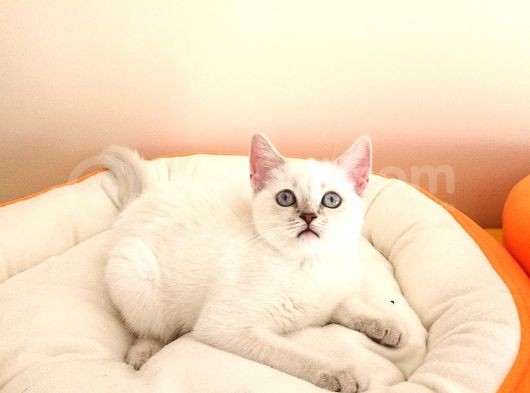 Mükemmel Bir Kedi British Shorthair İnceleyin görsel