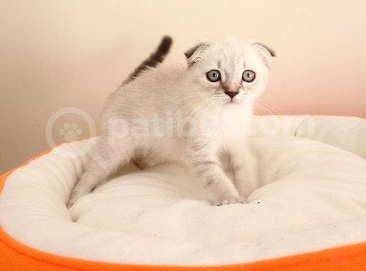 Scottish Fold Yavrularımız