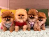Pomerani̇an Boo Yavrulari