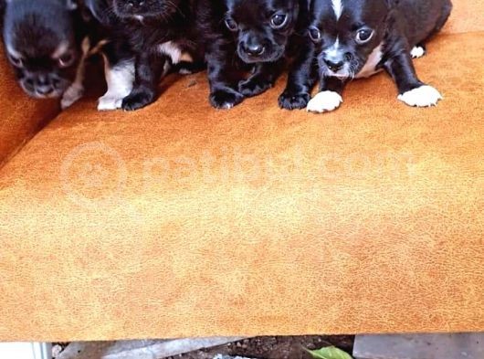 Gerçek Minicik Elma Kafa Teacup Chihuahua Yavruları görsel