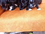 Gerçek Minicik Elma Kafa Teacup Chihuahua Yavruları