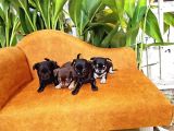 Gerçek Minicik Elma Kafa Teacup Chihuahua Yavruları